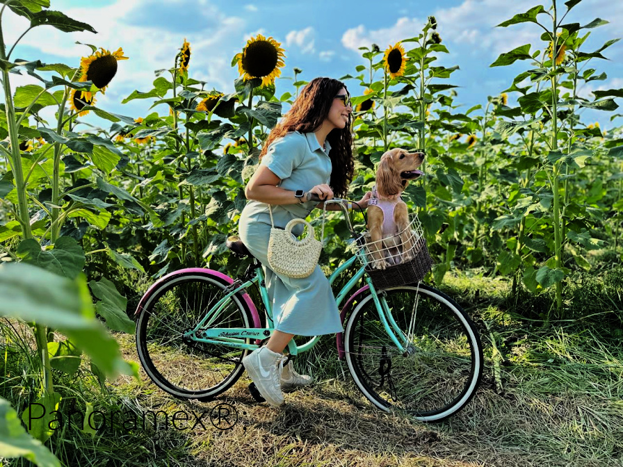 Sunflower Tour Guadalajara photo shoot